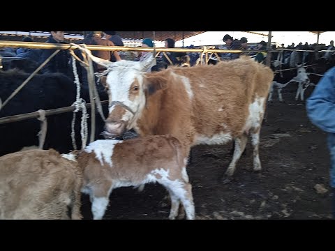 Видео: 21.03.2023 Қазығұрт ауданы Қаратас мал базарындағы Сиыр,Бұқа,Тана,Бұзаулы сиыр бағалары