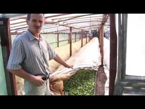 Видео: Журавинка (производство посадочного материала голубики)