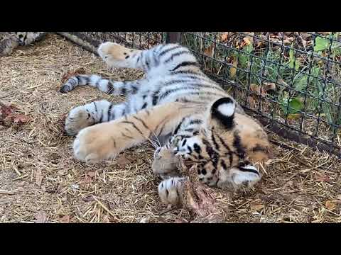 Видео: ТИГРИНАЯ БАНДА ПРОСЫПАЕТСЯ !