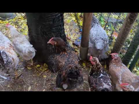 Видео: Концерт двух Петухов а я в место жюри 😂