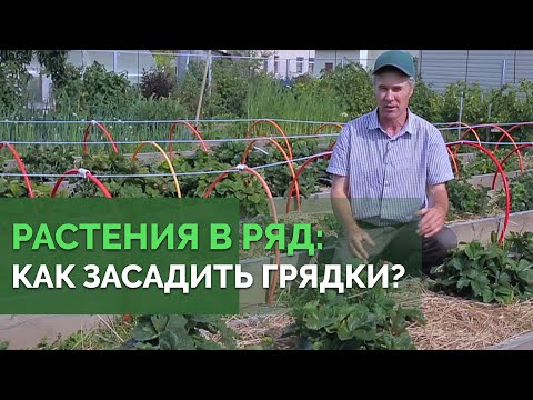 Видео: Высадка растений на грядки | Технология изобилия