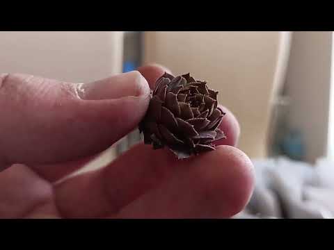 Видео: Распаковка молодило (часть 5)