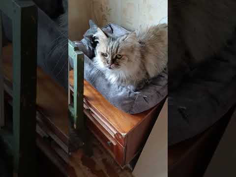 Видео: НОВОСТИ КОШКИНОГО 🏠, 01.10.25