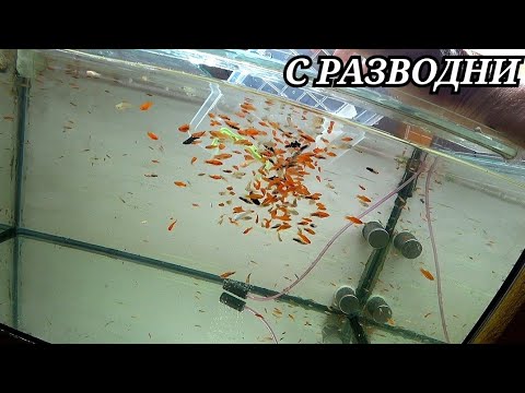 Видео: Работаю с меченосцами. Сытая самка родила