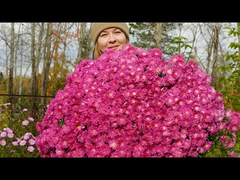 Видео: СОХРАНЯЕМ МУЛЬТИФЛОРУ