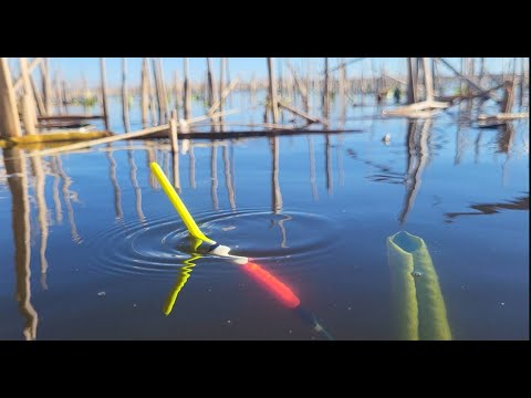 Видео: РЫБАЛКА НА ПОПЛАВОК В САМЫХ ДЕБРЯХ! КАРАСЬ С ЛОДКИ.