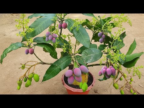 Видео: Творческая прививка почек. Манга-деревья с водой растут быстро. 4 месяца назад