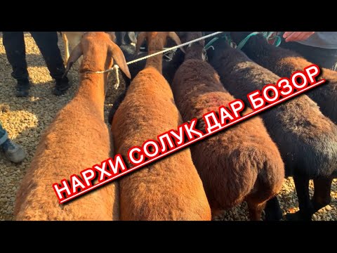 Видео: Молбозори Душанбе(Ленский район) беҳтарин навор гирифтем. Нархи солуқ, бара ва буз.