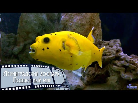 Видео: Ленинградский зоопарк. Подводный мир (2023)