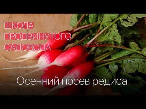 Видео: Осенний посев редиса. Школа продвинутого садовода