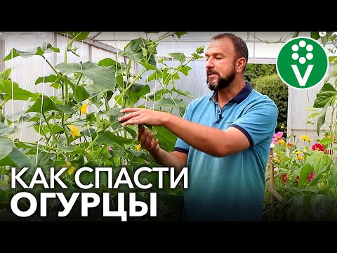 Видео: ВЯНУТ ЛИСТЬЯ ОГУРЦОВ? Вылечим в момент!