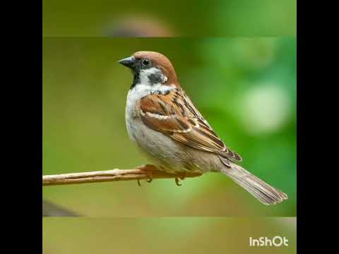 Видео: Спостереження за птахами. Підготувала Степанюк Юлія Вадимівна. ранній вік