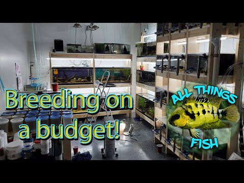 Видео: Бюджетный тур по рыбоводному хозяйству: мой приятель разводит тонны рыбы в небольшом пространстве...