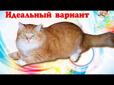 Видео: Идеальный вариант. Ideal option.