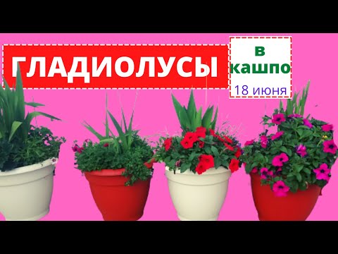 Видео: Как развиваются ГЛАДИОЛУСЫ в кашпо с цветами компаньонами. Обзор на 18 июня