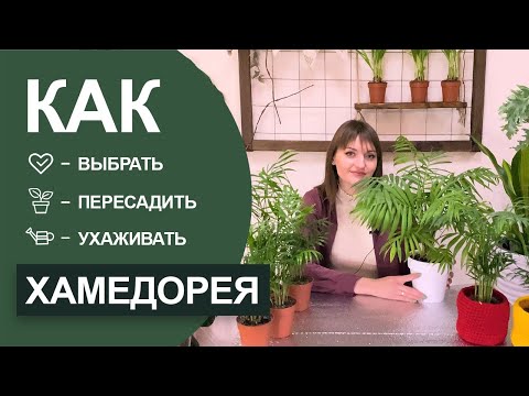 Видео: Хамедорея - уход за живым очистителем воздуха