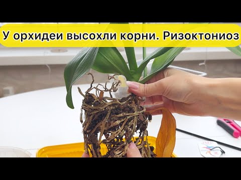 Видео: Корни орхидеи высохли / Спасти орхидею