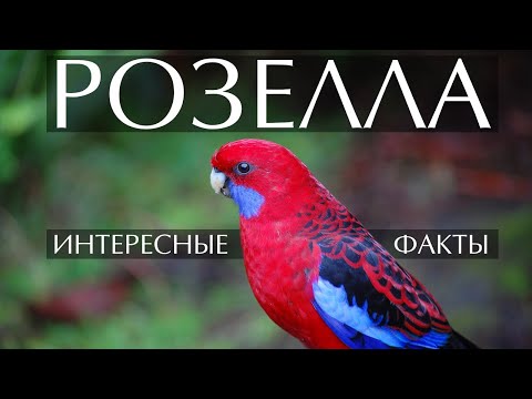 Видео: Розелла - интересные факты