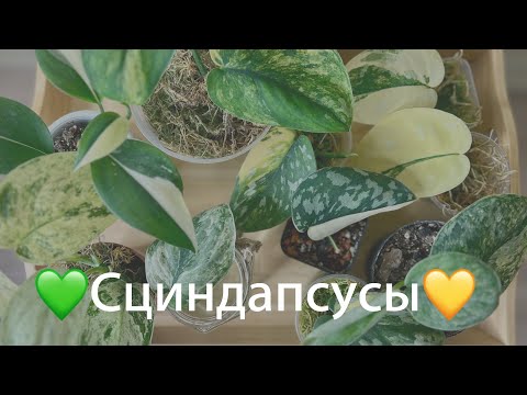 Видео: №103. Сциндапсусы. Разнообразие сортов (виды), особенности ухода, размножение.