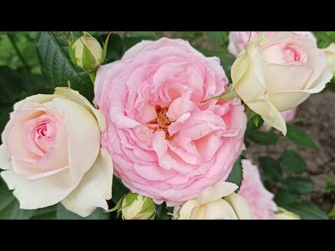 Видео: Как мои розы "держат" жару☀🔥🔥🔥☀