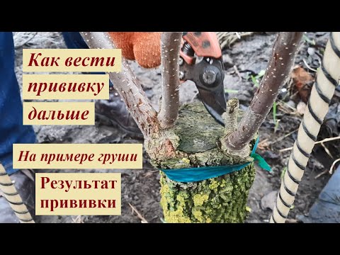 Видео: Как вести прививку дальше (на примере груши)
