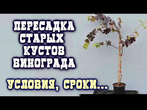 Видео: КАК ПЕРЕСАДИТЬ ВЗРОСЛЫЙ КУСТ ВИНОГРАДА.