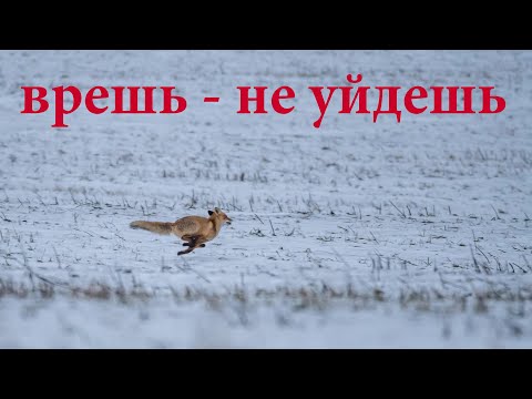 Видео: Охота на лису с подхода! Догонялки с лисой в чистом поле! Догнал)