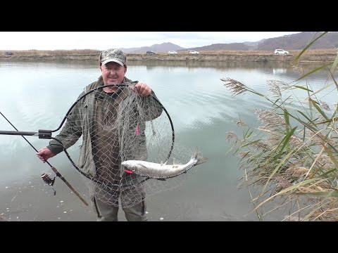 Видео: КЕТА КЛЮЁТ!!! ЛОВИМ НА ТАСМАНСКИЙ ДЬЯВОЛ!!!