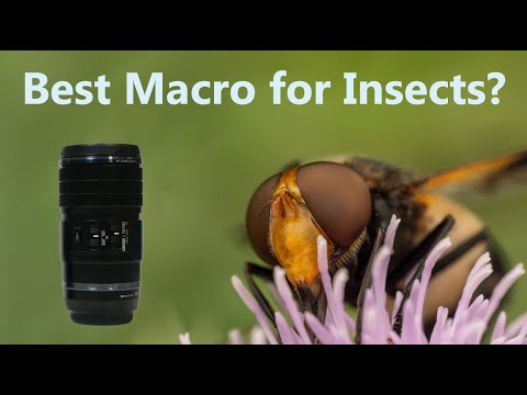Видео: Лучший объектив для макросъёмки насекомых? OM systems 90mm 2x macro