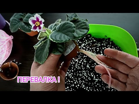 Видео: ПЕРЕСАДКА МЕТОДОМ ПЕРЕВАЛКИ !              Как правильно это сделать .