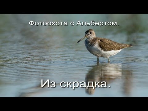 Видео: Фотоохота с Альбертом.  Из скрадка.