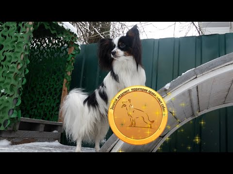 Видео: Догтренинг 594. Изумительный папильон - интеллект, смелость, безупречная работа.