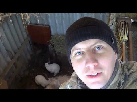 Видео: Кролики в яме Иркутск зимнее содержание кроликов в яме часть 30