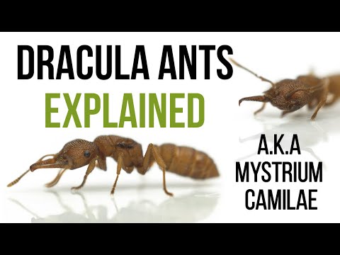 Видео: Все, что вам нужно знать о Mystrium camillae — муравьях Дракулы в Antstore Berlin