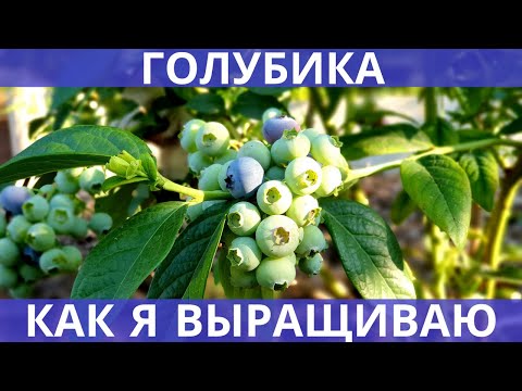 Видео: Как я выращиваю голубику - кратко о главных моментах: схема посадки, почва, подкормки!