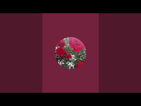 Видео: Я Людина! в прямом эфире!