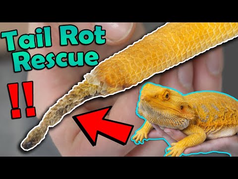 Видео: Гниль хвоста — профилактика и лечение!