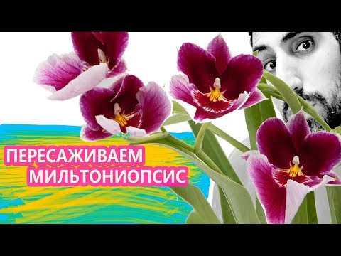 Видео: Пересадка орхидеи мильтонии (мильтониопсиса)