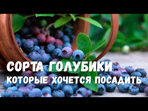 Видео: Голубика. Посадка и уход. Советы опытных агрономов Агрофирмы Поиск.