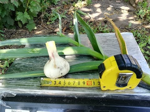 Видео: Что такое урожайность чеснока и как её повысить