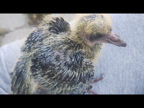 Видео: Наръчник за хранене и отглеждане на малко гълъбче