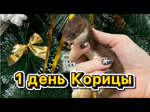 Видео: Один день из жизни Корицы