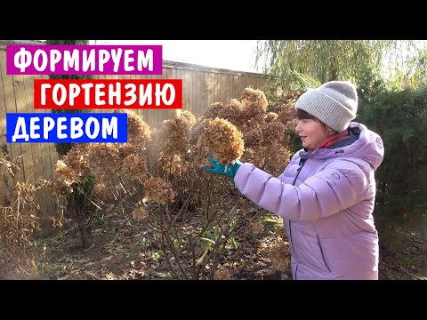 Видео: Как сформировать ДЕРЕВО из ГОРТЕНЗИИ. Пошаговая инструкция.