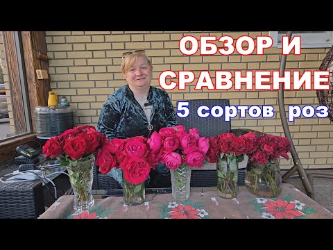 Видео: ВЫБОР ЛУЧШЕЙ КРАСНОЙ ЧАЙНО ГИБРИДНОЙ РОЗЫ.