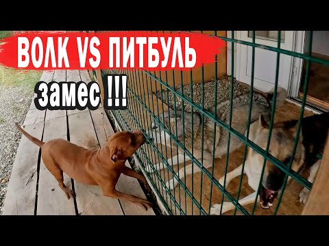 Видео: Разборки ВОЛКОВ и ПИТБУЛЕЙ !!! ПИТБУЛЬ VS ВОЛК. Замес в банде. Кто спровоцировал конфликт?