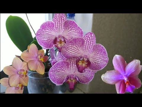 Видео: Обзор моих ЦВЕТУЩИХ ОРХИДЕЙ с Названиями и системы посадок