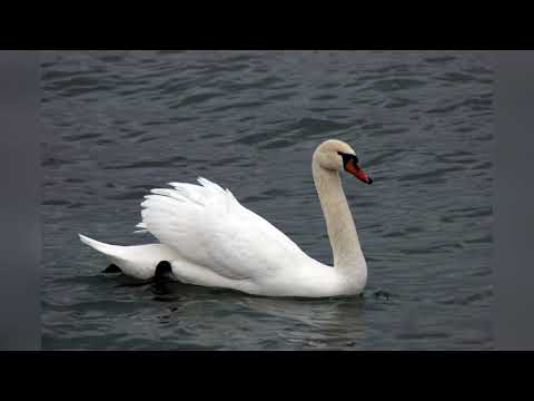 Видео: Заповедники Казахстана/Мир заповедной природы Казахстана