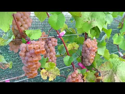 Видео: 20 сентября 2025 г.
