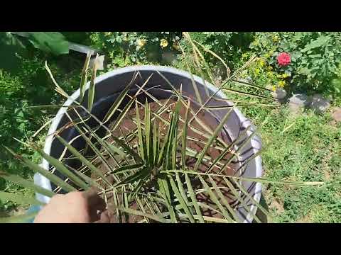 Видео: Плюсы и минусы выращивание финиковой пальмы в большом горшке