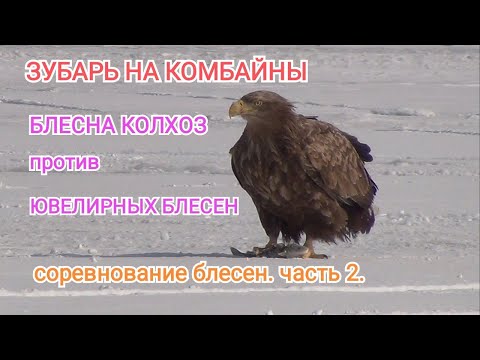 Видео: Зимняя рыбалка 2022.ловля зубаря.ловля наваги. Рыбалка на комбайны.